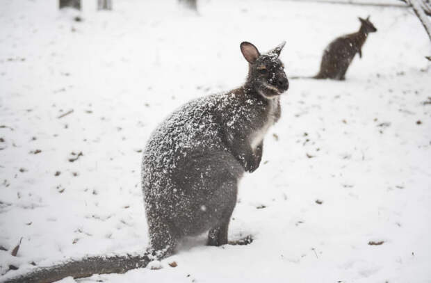 В Австралии выпал снег: в Сиднее зафиксировали самый холодный день за 37 лет