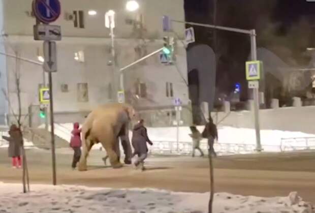 Дрессировщик рассказал, почему слониха сбежала из самарского цирка