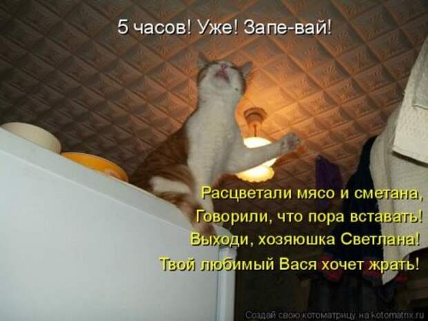 Лучшие котоматрицы недели, 35 шт.
