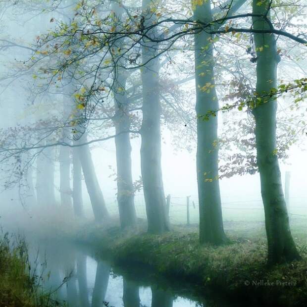 Осенние фотопейзажи Неллеке Питерс (Nelleke Pieters)