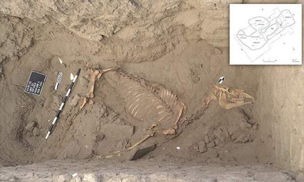 Ученые нашли древнеегипетское захоронение лошади археологи, археология, древний египет, захоронение, могила лошади, наука, раскопки, судан