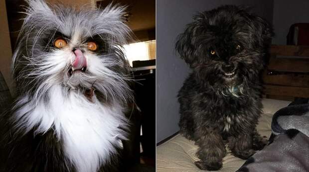 Ужас на крыльях ночи: 40 кошек и собак, которые будто пришли из страшных снов