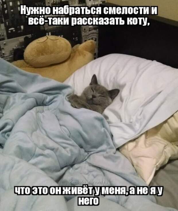 Новые прикольные фотомемы