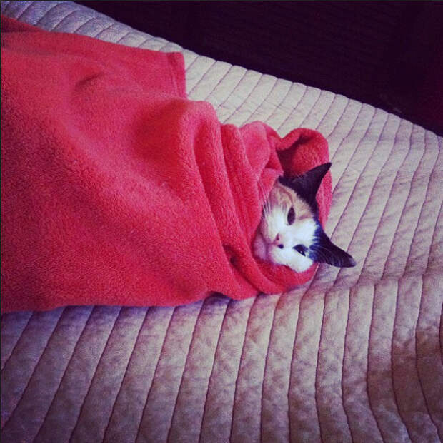 Котики всегда помогут найти самое тёплое место в доме