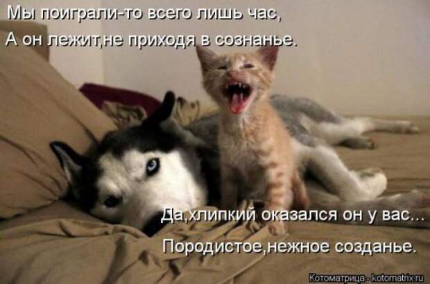 Котоматрицы (картинки с надписями)
