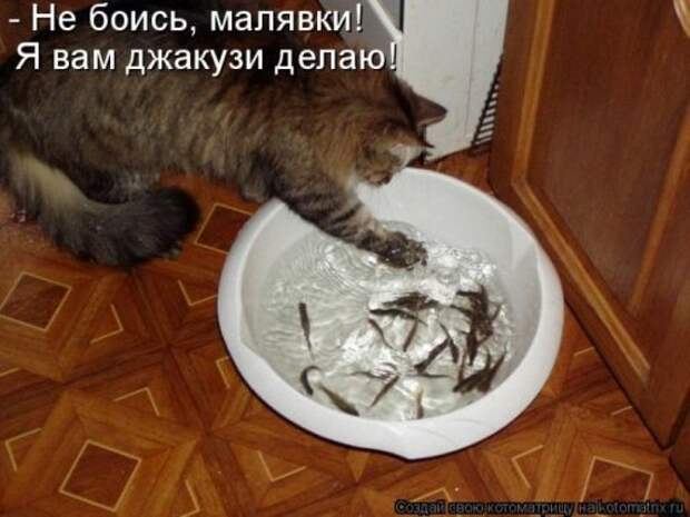 Лучшие котоматрицы недели, 35 шт.