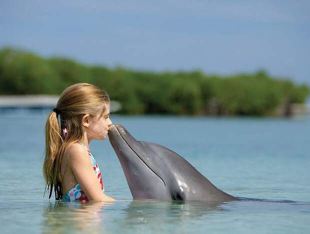 dolphins11 dolphins11 Самые удивительные факты о дельфинах