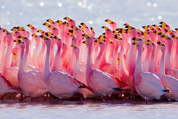 Цвет фламинго