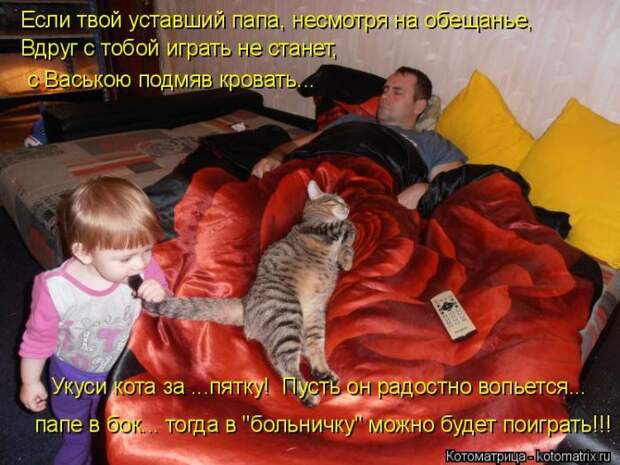 Лучшие котоматрицы недели (50 фото)