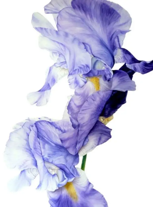 �������� Marie Burke. ��������� ��������