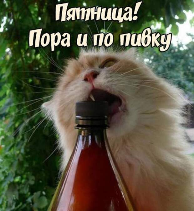 Ура! Пятница! (19 фото)