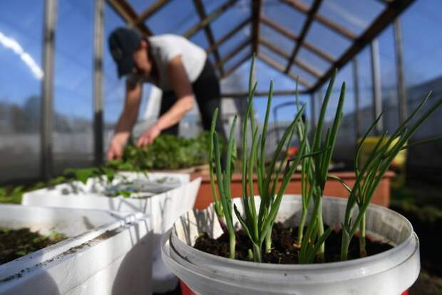 Юрист Толмачёв: за обработку растений на даче ядохимикатами можно получить штраф