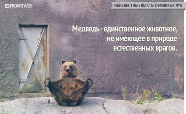 Неизвестные факты о мишках медведи, факты, фауна