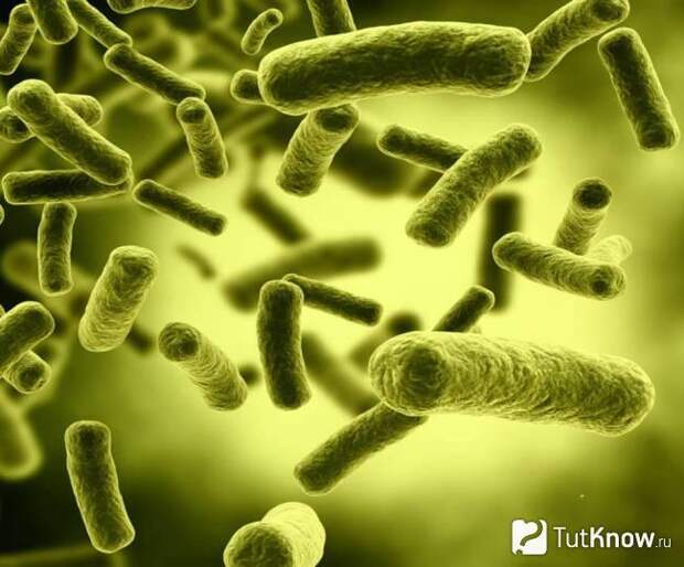 Почвенные бактерии ФЛАО как компонент CropForce