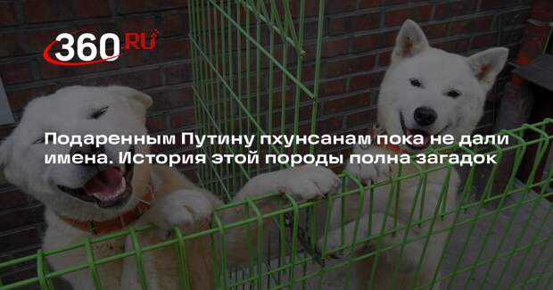 Песков: Путин с признательностью принял пхунсанов, имена собакам пока не дали