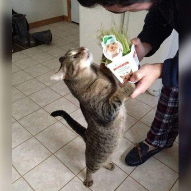КОТОприколы на Бугаге (19 фото)