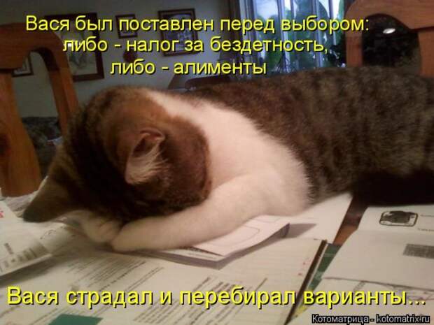 Лучшие котоматрицы недели (50 фото)