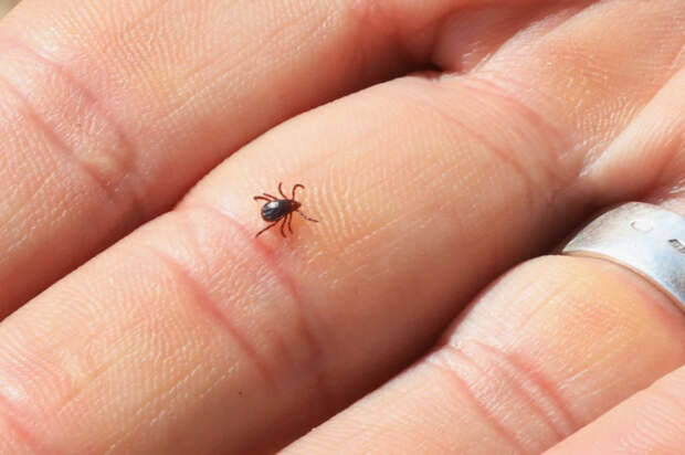 Внимание на складки: крымчанам рассказали, куда клещи заползают чаще всего и как правильно откручивать их хоботки