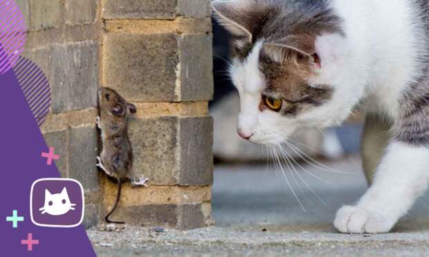 Почему мыши - самая лучшая вкуснятина для кошки