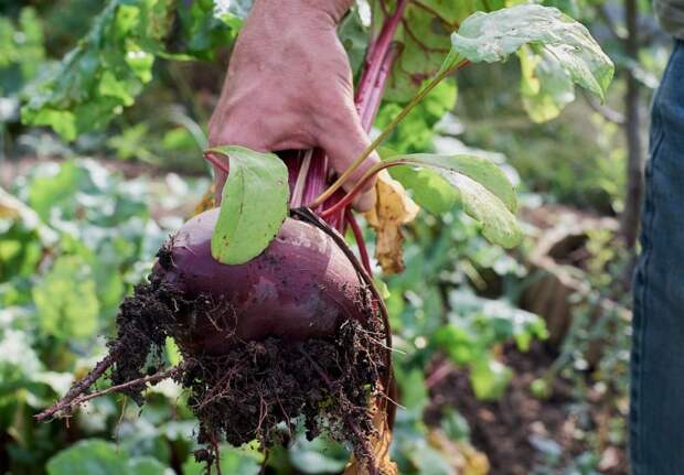 Главные плюсы свёклы