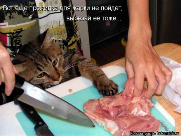 Лучшие котоматрицы недели (50 фото)