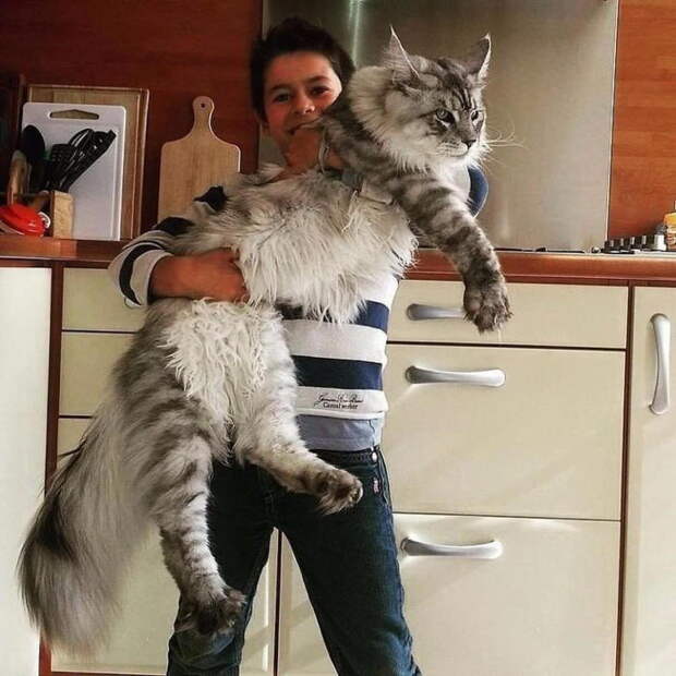 Домашний любимчик, который любит посидеть на руках. ¦ Фото: storyfox.ru