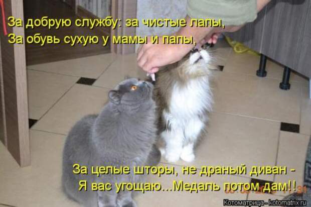 Котоматрицы(картинки с надписями)
