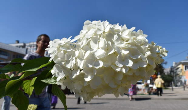 Стала известна дата проведения фестиваля «Белгород в цвету» в 2022 году