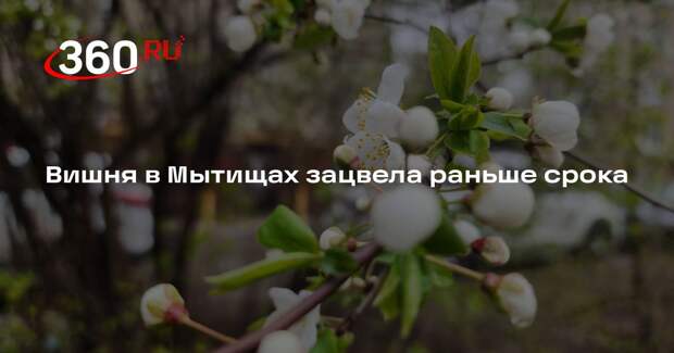Вишня в Мытищах зацвела раньше срока