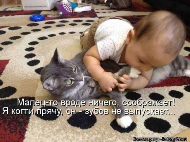Котоматрицы(картинки с надписями)