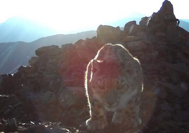 Гута WWF / Алтайский заповедник / добровольческая экспедиция "По следам снежного барса" Гута WWF / Алтайский заповедник / добровольческая экспедиция "По следам снежного барса"