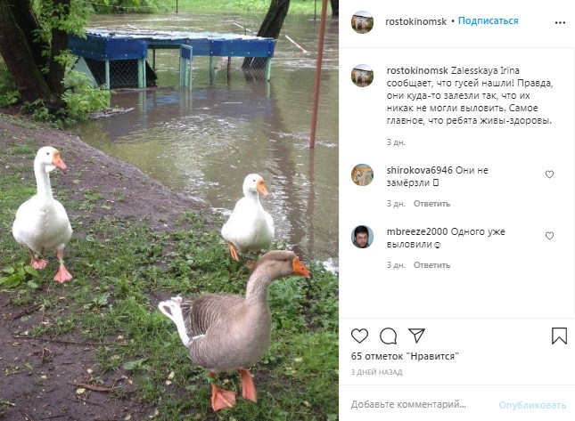Фото дня: пропавшие гуси из Ростокина нашлись