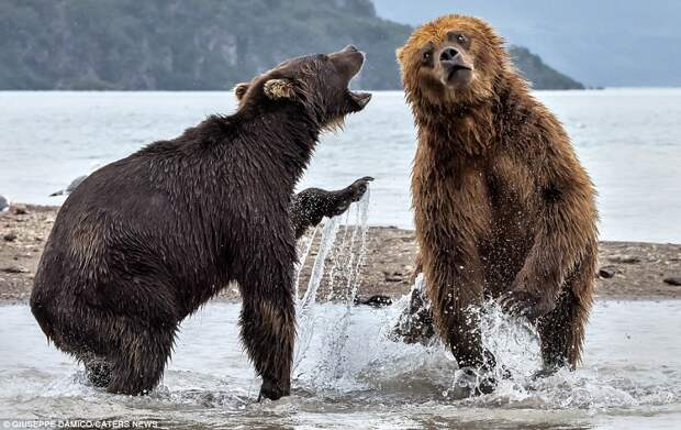 This incredible clash of the titans in Kurile Lake Park, Kamchatka, was watched by 57-year-old Giuseppe D'Amico - whose box office seats were worth travelling for