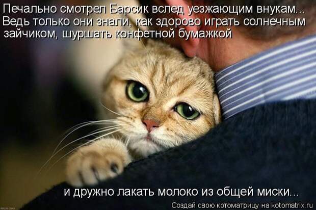 Лучшие котоматрицы недели (50 фото)