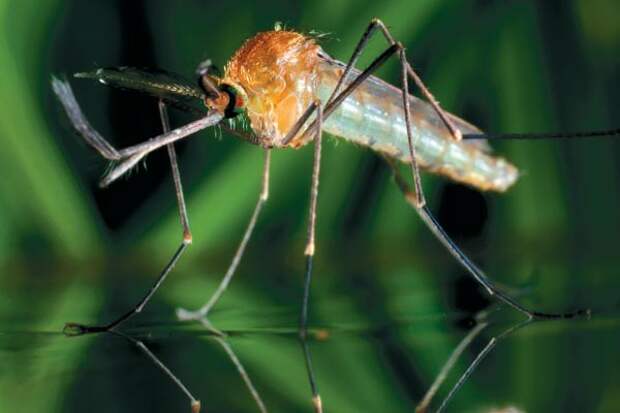9. Для того, чтобы найти вас, комары используют углекислый газ, который вы выдыхаете. Люди с высокой концентрацией стероидов или холестерина на поверхности кожи сильнее привлекают москитов. Также комаров привлекает уриновая кислота, содержащаяся в по животные, интересно знать, факты