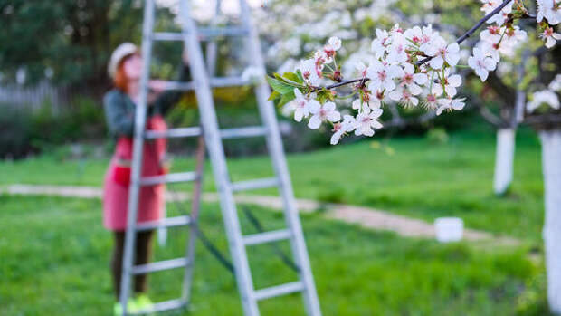 Яблони в мае: 3 важных дела на праздниках, которые многие дачники игнорируют