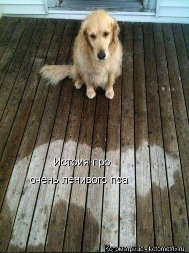 прикол, животные собаки