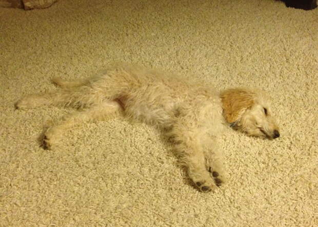 funny-tumblr-dogs-14-5700