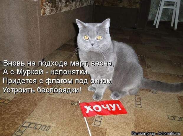 Котоматрицы