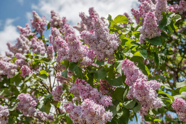 Сбор сирени в общественных местах может обернуться штрафом или арестом до 15 суток