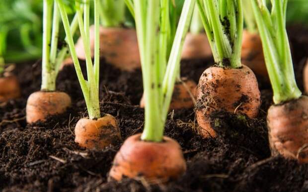 Чем полить грядки с морковью для роста корнеплодов: этот раствор – первый шаг в июне к хорошему урожаю
