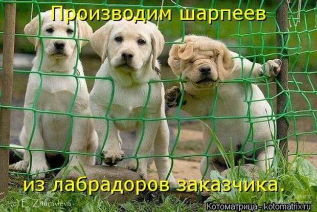 Котоматрицы(картинки с подписями)