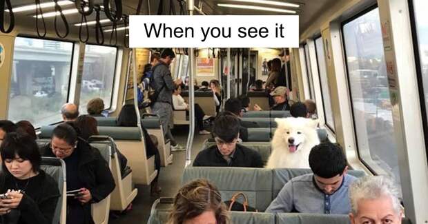 84+ Funny And Cute Reasons Why Samoyeds Are The Best Dogs Ever