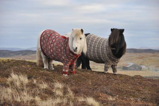 Shetland-Ponies_www.pixanews.com-3