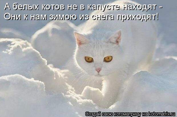 Котоматрица: А белых котов не в капусте находят - Они к нам зимою из снега приходят!