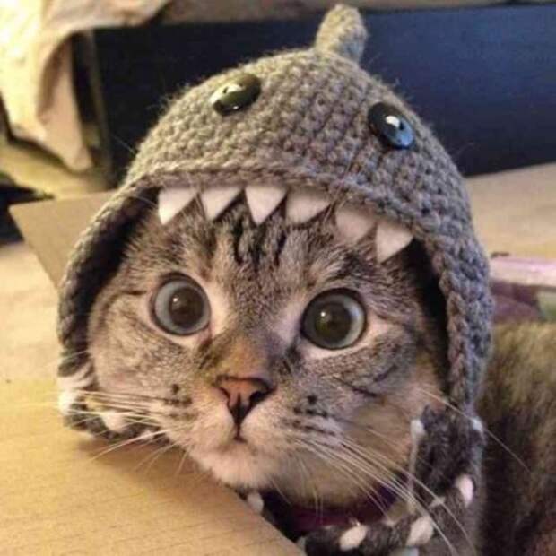 Котопозитив для всех и каждого! (24 фото)