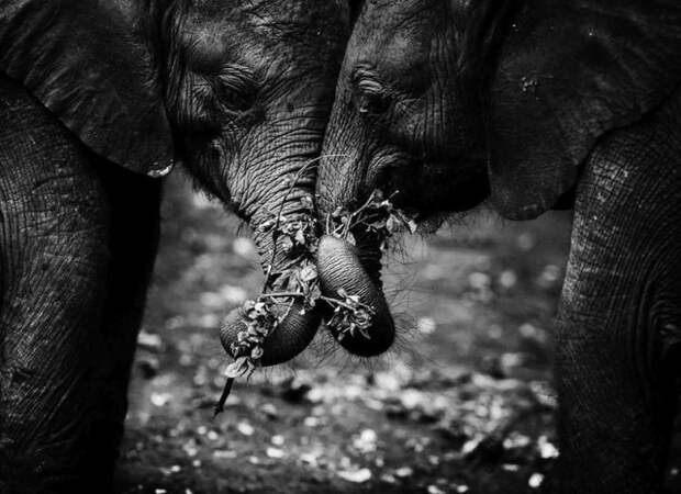 черно белые фотографии африканской дикой природы (14)