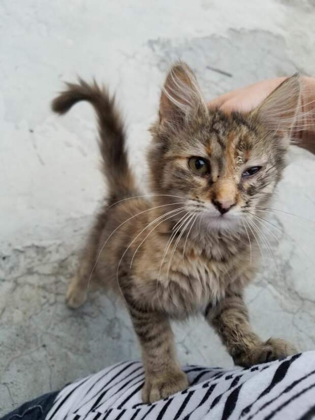 Без кота и жизнь не та