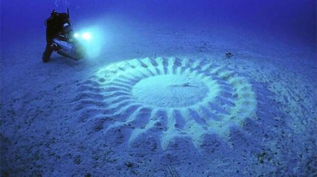 Подводные круги, созданные самцом рыбы-фугу