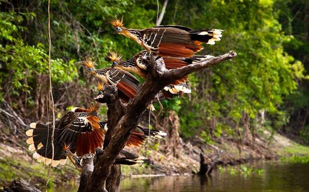 Amazonas06 Amazonas06 Большое фотопутешествие по лесам Амазонки